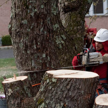 Stump Grinding NJ