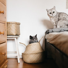 Pet's Place: Lint Roller Keeps the House and Photos Clean