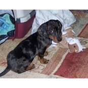 Vicki Gibbons's photo