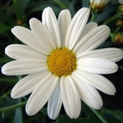 Noreen Spin's photo