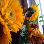 Toni McMurry's photo