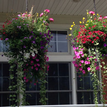 Hanging Baskets