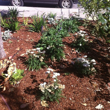 Lawn removal in Sunnyvale
