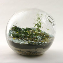 terrarium