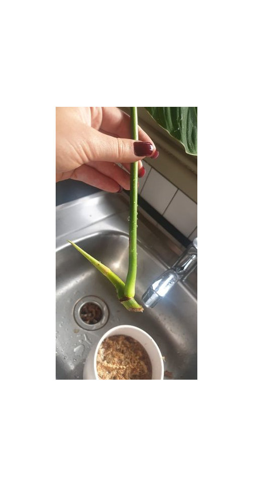 Help With Rooting Philodendron Glorious Cutting