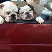 Susan Horensky-star's photo
