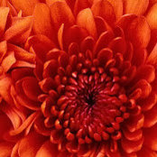 Jennifer Violante's photo