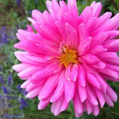 Foto von dahlia207