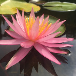 Water Gardening - Gardening And Lawn Care