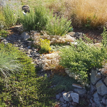 EDGECLIFF Prairie Home Genesis with Ecolawn