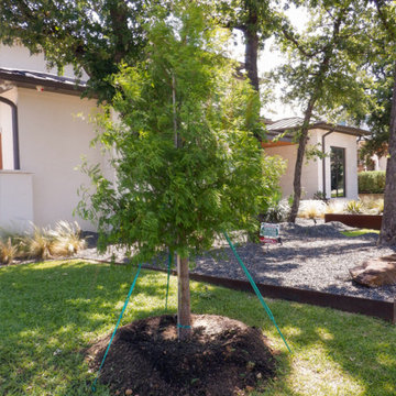 Bald Cypress