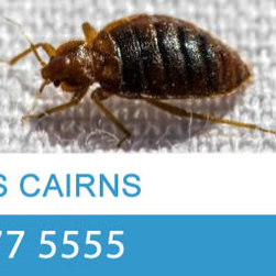 Pro Pest Control Cairns - Products