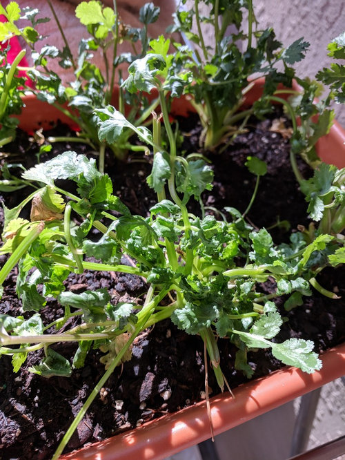 Cilantro stems and leaves turning curly?