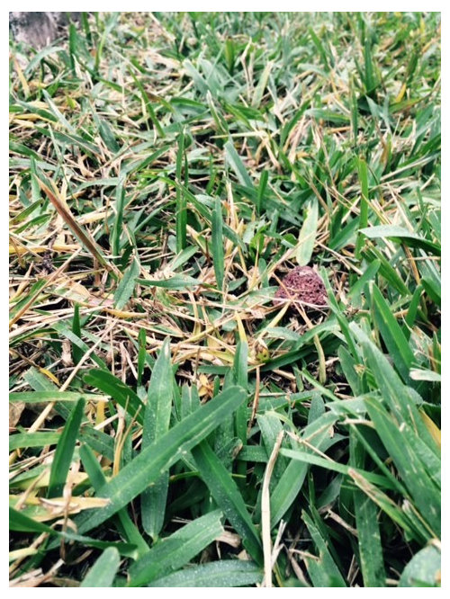 Brown patch? St augustine grass