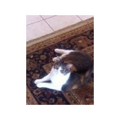 Vicky Harlan's photo