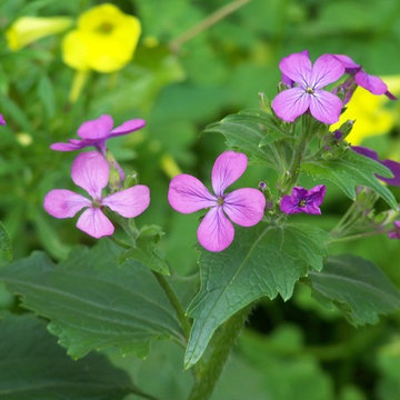 Lunaria annia in fiore (Honesty flower)