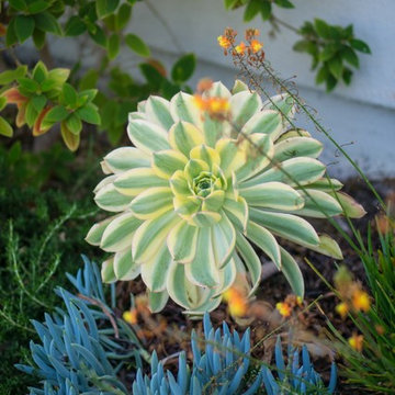 Costa Mesa