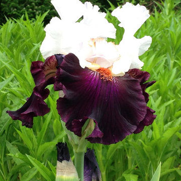 Iris 'Main Street'