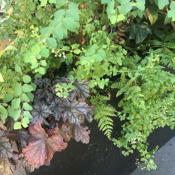 Détail de plantation à l'est (Aménagement paysager d'un balcon filant haussmanni