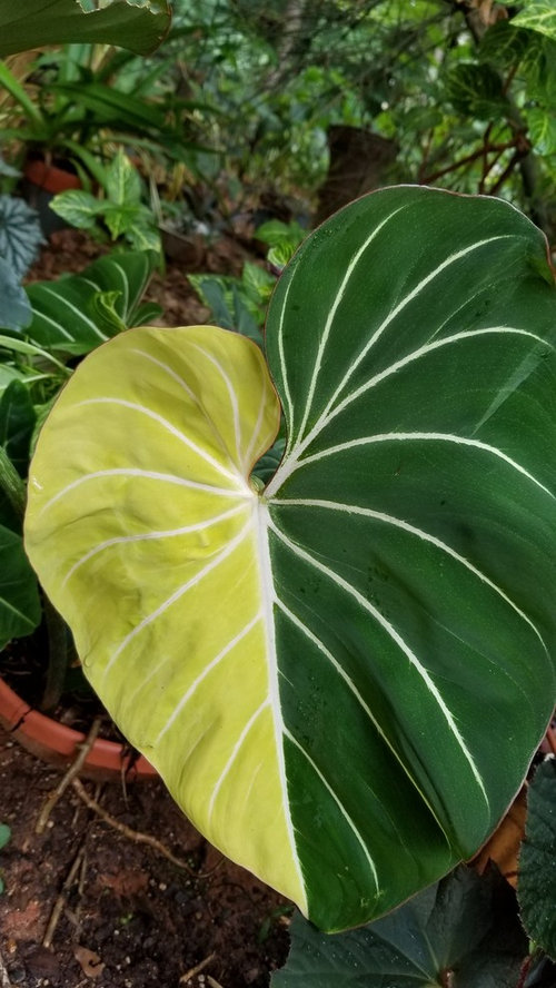SALE!!!!!! SMALL Awesome colorful variegated leaves Philodendron gloriosum