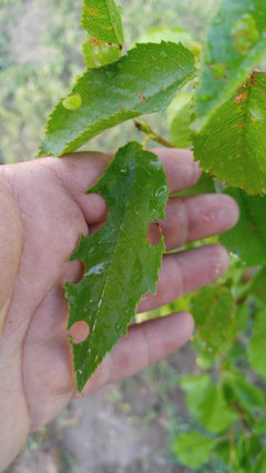 What Kind Of Bugs Do I Got On My Bing Cherry Tree What Kind Of Bugs Do I Got On My Bing Cherry Tree