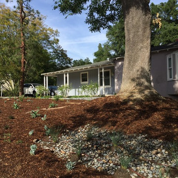 Rock Garden Native
