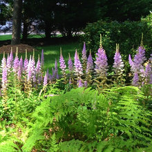 Landscape Ideas
