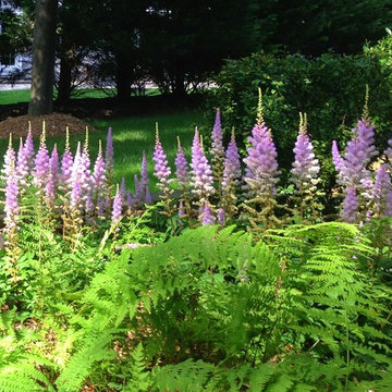 Astilbe and Fern