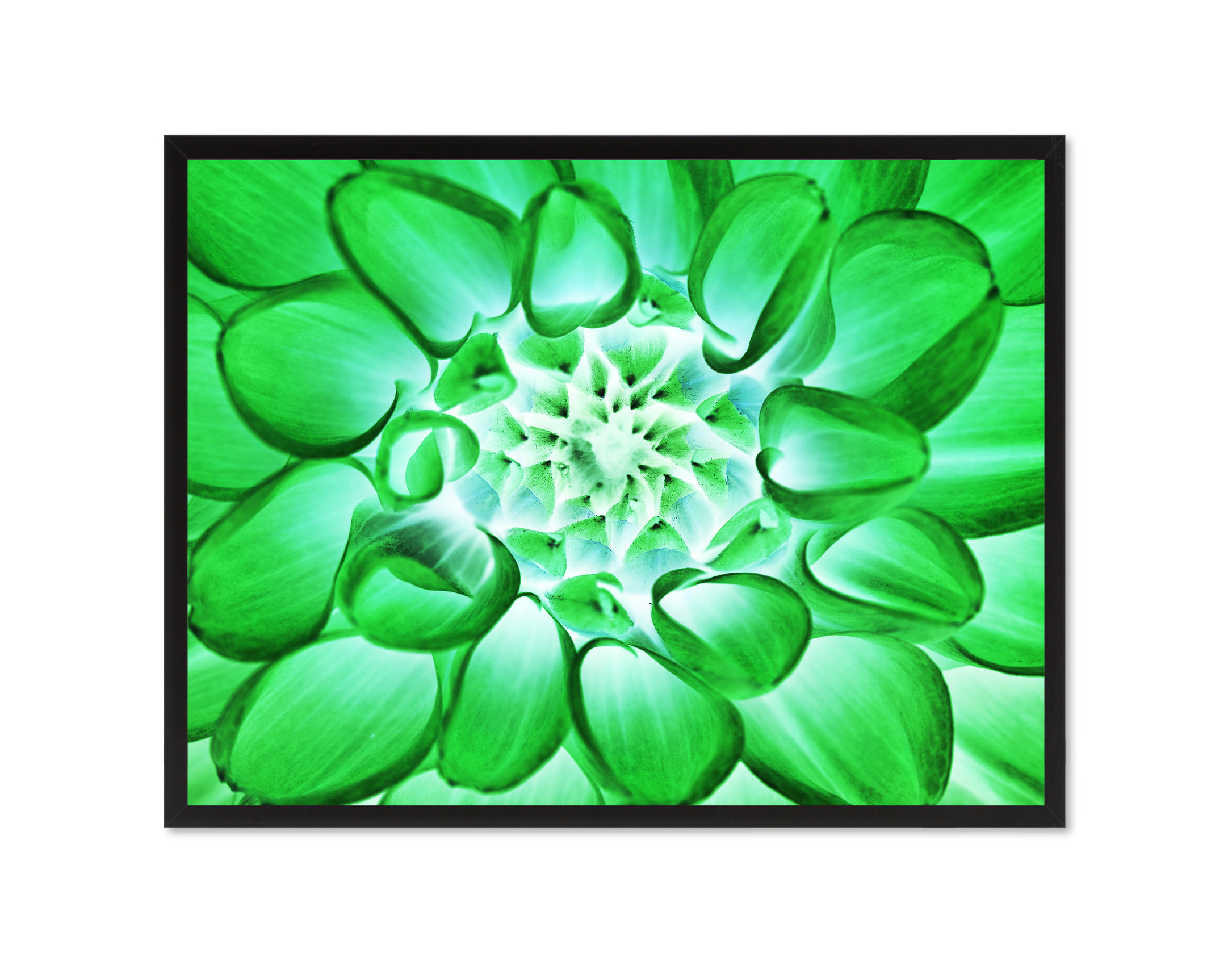 Green chrysanthemum flower print on canvas with picture frame 28 x37