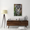 "Koala, native to Australia" Digital Paper Print by San Diego Zoo, 34"x50"