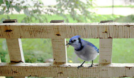 Backyard Birds: Meet Some Clever and Curious Jays