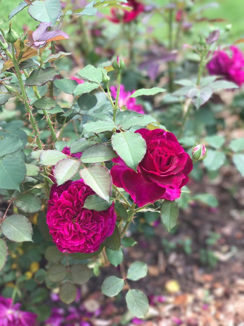 My roses zone 7