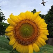 Foto von Liz Webb