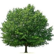 East Midlands Tree Services's photo