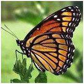 Donna Amick's photo