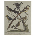 Bunting Birds Vertical Gallery - George Edwards is often referred to as the Father of British Ornithology.  This is our interpretation of his stunning 18th century hand colored English print.