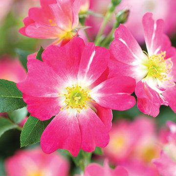 Pink Drift® Rose
