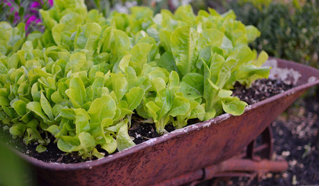 Cool-Season Vegetables: How to Grow Lettuce