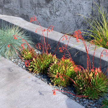 San Rafael Eichler - Mid-Century Modern Back & Front Landscape Remodel