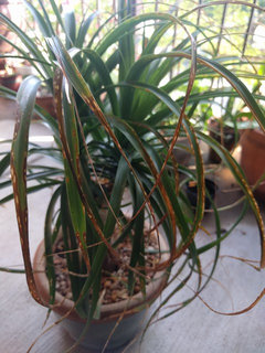 Ponytail palm leaves turning brown - am I over watering? | Houzz Forum