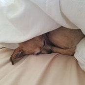 Dina Ginsberg's photo