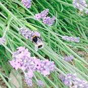 Diane Giroux's photo