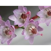 Uncommon Heathers billede