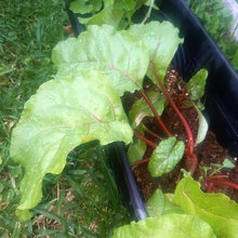 Our Garden