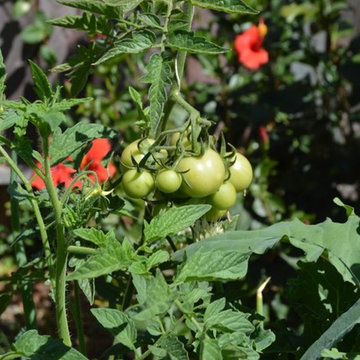 Organic Edible Gardens