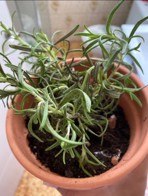 browning and wilting rosemary.