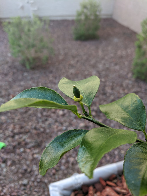 How to tell if Meyer lemon was pollinated