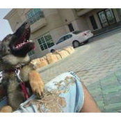 Majed Alm's photo