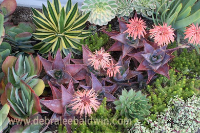 Photo of an eclectic landscaping in San Diego.