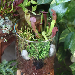 Jungle Bowl : Sarracenia + Drosera + Selagninella - Plants